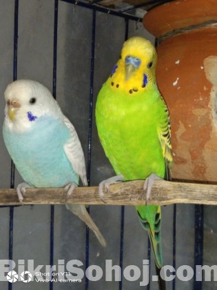 Budgerigars